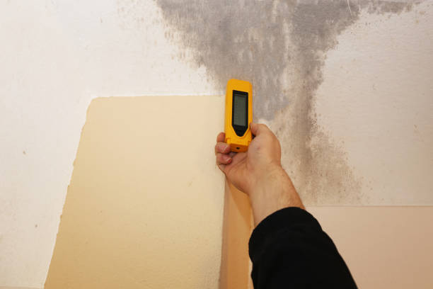 Best Black Mold Removal  in Edison, GA