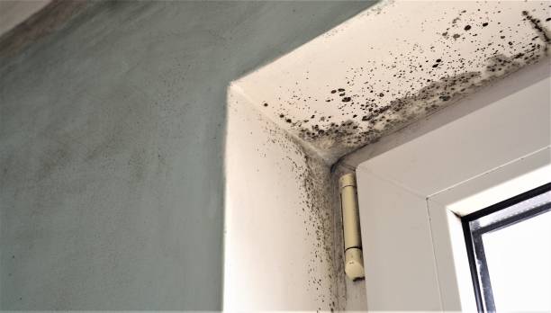 Dehumidification Services in Edison, GA