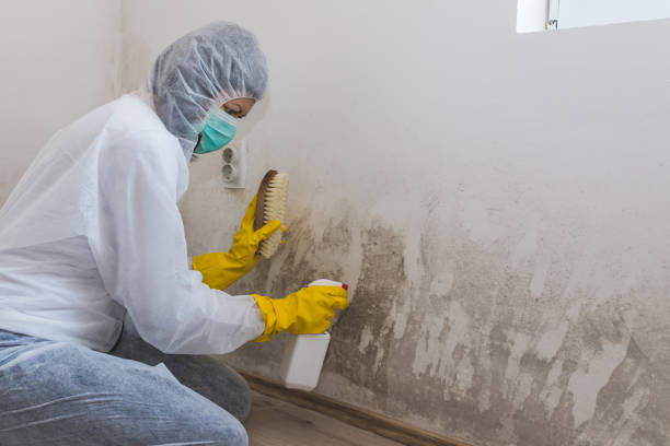 Best Real Estate Mold Inspection  in Edison, GA