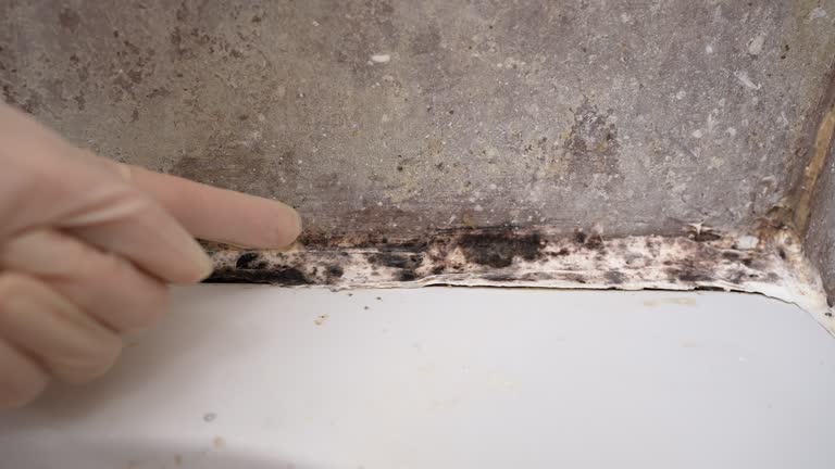 Best Attic Mold Removal  in Edison, GA